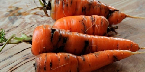 Štetočine šargarepe i njihova kontrola